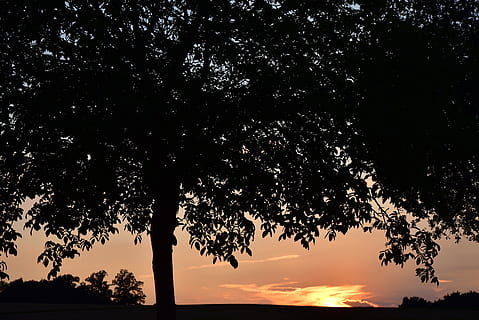 puu, auringonlasku, luonto, ilta, hämärä, auringonvalo, iltahämärä, mieliala, aurinko, romanttinen, punainen, Abendstimmung, taustavalo, lehdet, kasvillisuus, kesä, kasvi, kauneus luonnossa, taivas, siluetti, maisemat - luonto, rauhallinen kohtaus, tyyneys, kasvu, ei ihmisiä, haara, idyllinen, matala kulma, oranssi väri, ulkona, ei-kaupunkikuvia, ala, maa, 5K, CC0, public domain, rojaltivapaa