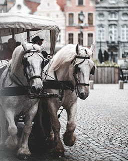 zwei weiße Pferde, Tier, Säugetier, Pferd, Mensch, Person, Pferdewagen, Wagen, Transport, Fahrzeug, Belgien, pferde, Stadt, Tiere, alt, Wasserfahrzeug, Schiff, gesprochen, Maschine, Gurt, Haustiere, Tierthemen, inländisch, Gebäudehülle, Arbeitstier, Gruppe von Tieren, die Architektur, Wirbeltier, Vieh, Straße, gebaute Struktur, zwei tiere, Fokus auf den Vordergrund, pflanzenfressend, 4K, CC0, gemeinfrei, lizenzfrei