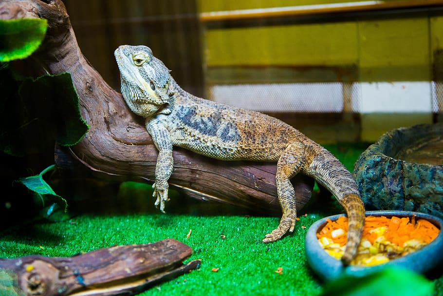 iguana, llangardaix, rèptil, drac, animals, verd, exòtic, cap, zoo, terrari, retrat, bonic, animal, temes d'animals, fauna animal, vertebrats, un animal, animals a la natura, cap gent, primer pla, naturalesa, planta, dia, color verd, animals en captivitat, material de fusta, centrar-se en primer pla, enfocament selectiu, drac barbut, escala d’animals, 2K