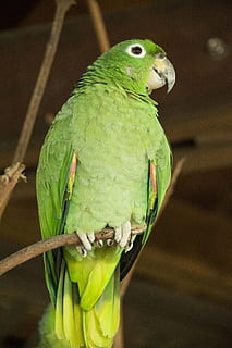 lora, lloro, perico, verd, av, ocell, fauna, pic, Amèrica Llatina, guayaquil, ecuador, plomes, plomatge, naturalesa, tropical, exòtic, jungla, ploma, temes d'animals, animal, vertebrats, color verd, fauna animal, un animal, animals a la natura, centrar-se en primer pla, primer pla, posat, cap gent, periquito, dia, a l'aire lliure, bec, 4K, CC0, domini públic, lliure de regalies