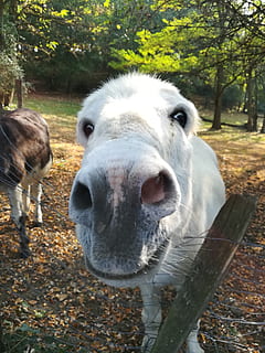 donkey, animals, head, snout, animal themes, animal, mammal, domestic animals, pets, domestic, livestock, vertebrate, one animal, tree, looking at camera, portrait, field, land, day, nature, plant, no people, standing, animal body part, outdoors, animal head, herbivorous, animal nose, animal mouth, 4K, CC0, public domain, royalty free