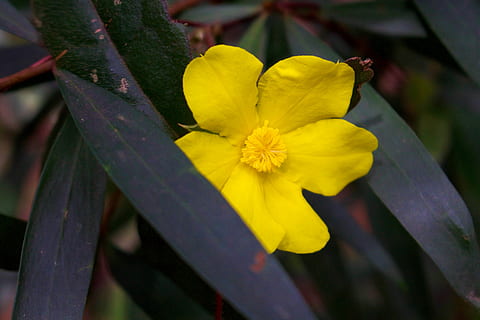 Australia, Spring, Springbrook nasjonalpark, trær, blomster, anlegg, blomst, gul, blomstrende plante, friskhet, skjørhet, petal, sårbarhet, skjønnhet i naturen, vekst, nærbilde, inflorescence, blomsterhodet, natur, ingen folk, fokusere på forgrunnen, blomstre, levende farge, dag, utendørs, pollen, våren, mykhet, 5K, CC0, offentlig domene, opphavsrett gratis