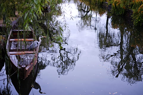 fugl, flod, vand, ocean, hav, wabi sabi, japansk, landskab, japan, zen, afspejling, natur, træ, sø, plante, hvirveldyr, dyr, ingen mennesker, dag, dyre temaer, dyreliv, havnefronten, dyr i naturen, udendørs, gruppe af dyr, skønhed i naturen, ro, 4K, CC0, offentligt domæne, royaltyfrie