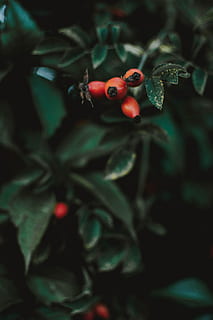 selectiv, concentra, roșu, fructe de padure, boabă, ramură, fruct, crește, frunze, macro, copac, alimente, mancare si bautura, a închide, creştere, plantă, mâncat sănătos, prospeţime, Culoarea verde, boabe de fructe, nici o persoana, parte a plantelor, natură, buburuză, frumusețe în natură, zi, gândac, în aer liber, copt, 5K, CC0, domeniu public, fără drepturi de autor