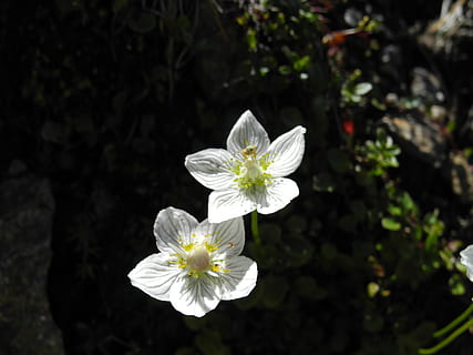 Pflanze, tiro cercano, planta floreciendo, flor, planta, fragilidad, frescura, vulnerabilidad, pétalo, belleza en la naturaleza, cabeza de flor, inflorescencia, el color blanco, crecimiento, de cerca, naturaleza, centrarse en primer plano, día, nadie, luz del sol, al aire libre, polen, 2K, CC0, dominio público, libre de derechos