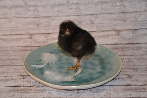 pollitos, negro, mullido, linda, pájaro, pollo, joven, animal, Pascua de Resurrección, primavera, temas de animales, un animal, vertebrado, pájaro joven, animal joven, mamífero, nadie, animales domesticos, mascotas, material de madera, nacional, fauna animal, pollo - pájaro, día, naturaleza, comida, de cerca, ganado, 4K, CC0, dominio público, libre de derechos