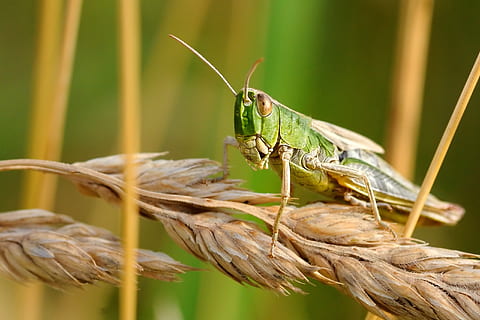 Grün, Heuschrecke, Weizen, verwischen, Nahansicht, Umgebung, Feld, Fokus, Insekt, wenig, Makro, Natur, Tierthemen, Tier, Tierwelt, ein Tier, Tiere in freier Wildbahn, Fokus auf den Vordergrund, wirbellos, Pflanze, Tag, keine Leute, selektiver Fokus, grüne Farbe, Ernte, Tierkörperteil, draußen, Getreidepflanze, 2K, CC0, gemeinfrei, lizenzfrei
