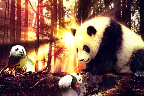 Güneş, panda, orman, Su, fantezi, vahşi, doğa, hayvan, hayvan temaları, memeli, panda - hayvan, ağaç, ayı, hayvan yaban hayatı, vahşi hayvanlar, omurgalı, insansız, bitki, dev panda, bir hayvan, gevşeme, arazi, açık havada, bambu - bitki, otçul, 5K, CC0, kamu malı, telif ücretsiz