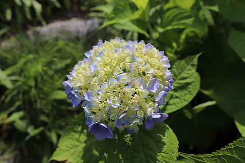 natură, flori, hortensie, afix, floare, planta cu flori, plantă, frumusețe în natură, vulnerabilitate, prospeţime, fragilitate, creştere, petală, a închide, parte a plantelor, frunze, să se concentreze asupra primelor elemente, cap de floare, inflorescenţă, zi, Culoarea verde, nici o persoana, în aer liber, Violet, liliac, 5K, CC0, domeniu public, fără drepturi de autor