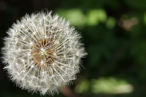 nature, landscape, ease, dandelion, vulnerability, fragility, flower, plant, flowering plant, beauty in nature, freshness, close-up, inflorescence, focus on foreground, flower head, softness, growth, dandelion seed, no people, white color, day, outdoors, 4K, CC0, public domain, royalty free