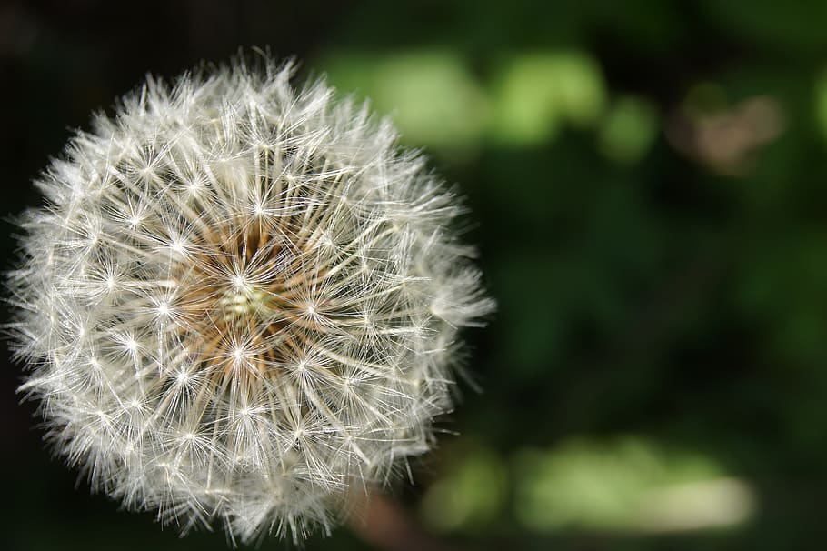 naturalesa, paisatge, facilitat, dent de lleó, vulnerabilitat, fragilitat, flor, planta, planta amb flors, bellesa a la natura, frescor, primer pla, inflorescència, centrar-se en primer pla, cap de flor, suavitat, creixement, llavor de dent de lleó, cap gent, Color blanc, dia, a l'aire lliure, 4K