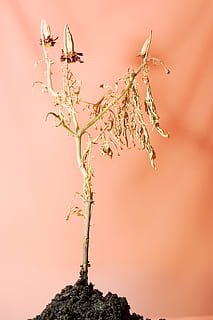 vechi, sol, plantă, copac, natură, creştere, ramură, nici o persoana, frumusețe în natură, în aer liber, copac bonsai, a închide, floare, liniște, planta cu flori, zi, vedere unghiulară joasă, parte a plantelor, vulnerabilitate, studio shot, cer, fundal colorat, planta înțepenită, 4K, CC0, domeniu public, fără drepturi de autor