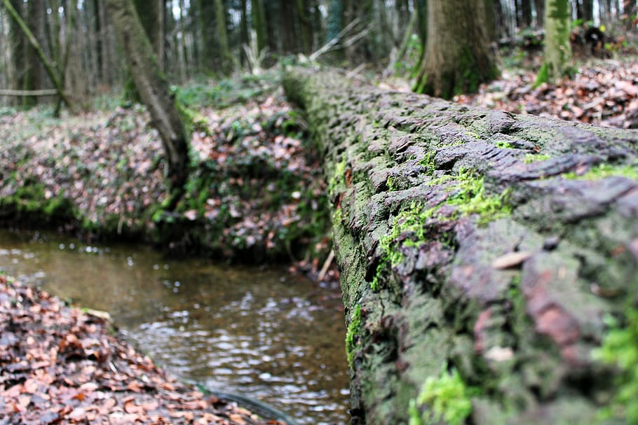 registre, bach, molsa, aigua, fusta, humit, fulles, bosc, relliscós, aigües, pont, arbre, planta, naturalesa, cap gent, dia, tronc, tronc de l'arbre, enfocament selectiu, creixement, a l'aire lliure, sòlid, tranquil·litat, terra, rock, rock - object, primer pla, rierol: aigua que flueix, que flueix, aigua que flueix, liquen, 5K