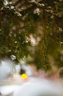 reni, luci, inverno, lublin, Polonia, quotidiano, camminare, a piedi, godere, vacanze, celebrare, celebrazione, verde, le foglie, bokeh, struttura, sfondo, canone, foto, immagine, albero, pianta, messa a fuoco selettiva, albero di Natale, Natale, natura, nessuno, vacanza, ramo, avvicinamento, decorazione, crescita, giorno, all'aperto, bellezza nella natura, Pino, decorazione natalizia, colore verde, ago - parte vegetale, albero di conifere, abete, 5K, CC0, dominio pubblico, privo di copyright