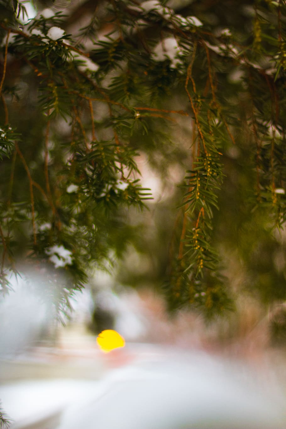 ronyons, llums, hivern, lublin, Polònia, diàriament, caminar, gaudeix, vacances, celebra, celebració, verd, fulles, bokeh, textura, fons, cànon, foto, imatge, arbre, planta, enfocament selectiu, arbre de Nadal, Nadal, naturalesa, cap gent, festa, branca, primer pla, decoració, creixement, dia, a l'aire lliure, bellesa a la natura, pi, decoració de Nadal, color verd, agulla - part de la planta, arbre de coníferes, avet, 5K