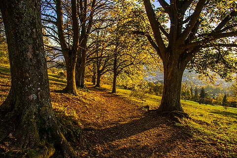 montaña, arboles, bosque, otoño, paisaje, desierto, atardecer tranquilo, árbol, planta, tronco de arbol, el maletero, tranquilidad, tierra, belleza en la naturaleza, naturaleza, escena tranquila, crecimiento, nadie, paisajes - naturaleza, día, rama, al aire libre, cambio, luz del sol, treelined, 4K, CC0, dominio público, libre de derechos