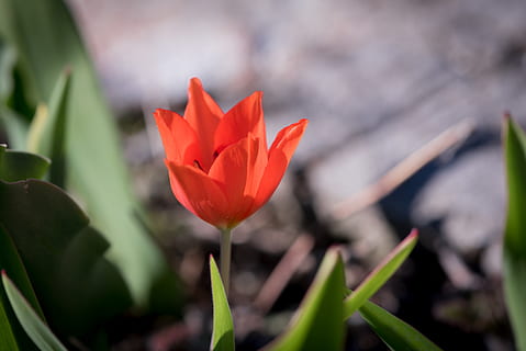 tulp, rood, klein, tuin-, in de tuin, de lente, kleine tulp, detailopname, natuur, schnittblume, lente bloem, bloem, fabriek, bloeiende plant, versheid, schoonheid in de natuur, groei, breekbaarheid, kwetsbaarheid, bloemblad, bloeiwijze, bloemhoofd, focus op de voorgrond, geen mensen, dag, plantkunde, blad, lente, buitenshuis, 2K, CC0, publiek domein, royaltyvrij
