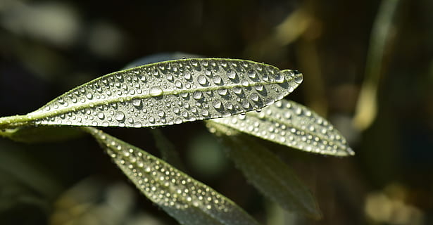 Olivenblatt, Blatt, Mittelmeer, Grün, Pflanze, Ölzweig, Nahansicht, nass, feucht, tropfen, Wassertropfen, Tautropfen, Regentropfen, Blätter, Sonnenlicht, Wasser, Pflanzenteil, fallen, Wachstum, Natur, Schönheit in der Natur, keine Leute, draußen, Fokus auf den Vordergrund, Tag, Frische, grüne Farbe, Verletzlichkeit, selektiver Fokus, Regen, Reinheit, Tau, Blume, 5K, CC0, gemeinfrei, lizenzfrei