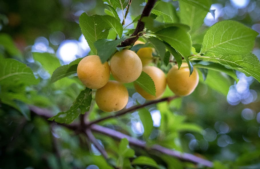 fersken, blommer, umoden, træ, blade, æstetisk, frisk, lækker, frugt træ, mad, frugter, sommer, frugt, sund kost, blad, plante del, mad og drikke, plante, vækst, friskhed, velvære, natur, ingen mennesker, afdeling, dag, tæt på, grøn farve, lav vinkel visning, organisk, moden, udendørs, 5K