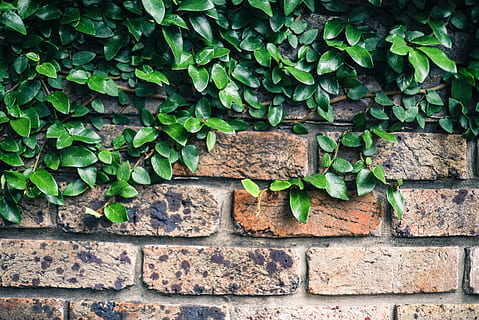 green, leaf plant, wall, brick, brickwall, Climbing fig, close-up, concrete, exterior, garden, ivy, green color, wall - building feature, leaf, plant part, no people, brick wall, day, growth, plant, architecture, built structure, nature, textured, outdoors, full frame, old, stone wall, 4K, CC0, public domain, royalty free