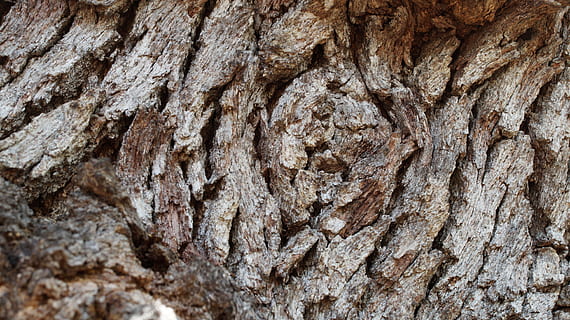 Quercia, albero, natura, abbaiare, naturale, foresta, struttura, all'aperto, legna, strutturato, fotogramma intero, sfondi, tronco d'albero, tronco, avvicinamento, ruvido, pianta, Marrone, corteccia vegetale, nessuno, modello, modello naturale, legno - materiale, giorno, primo piano estremo, effetto strutturato, condizione naturale, 5K, CC0, dominio pubblico, privo di copyright