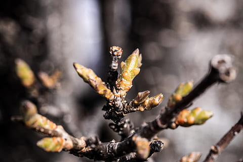 nature, spring, bud, lilac, macro, plant, close-up, no people, selective focus, growth, beauty in nature, focus on foreground, day, flower, outdoors, fragility, branch, food and drink, vulnerability, freshness, beginnings, winter, new life, 4K, CC0, public domain, royalty free