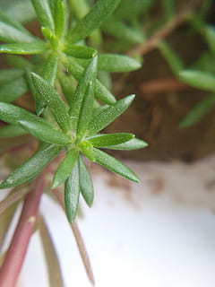 small, green, leaves, green color, growth, plant, leaf, plant part, close-up, nature, beauty in nature, day, freshness, selective focus, no people, focus on foreground, potted plant, outdoors, drop, high angle view, water, fragility, dew, 2K, CC0, public domain, royalty free