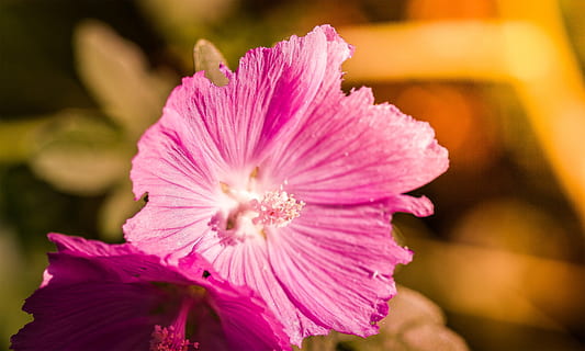 red flower macro, red, flower, macro, closeup, leaf, flowering plant, pink color, freshness, plant, beauty in nature, close-up, fragility, flower head, petal, vulnerability, inflorescence, growth, focus on foreground, nature, beauty, selective focus, outdoors, pollen, springtime, purple, 2K, CC0, public domain, royalty free