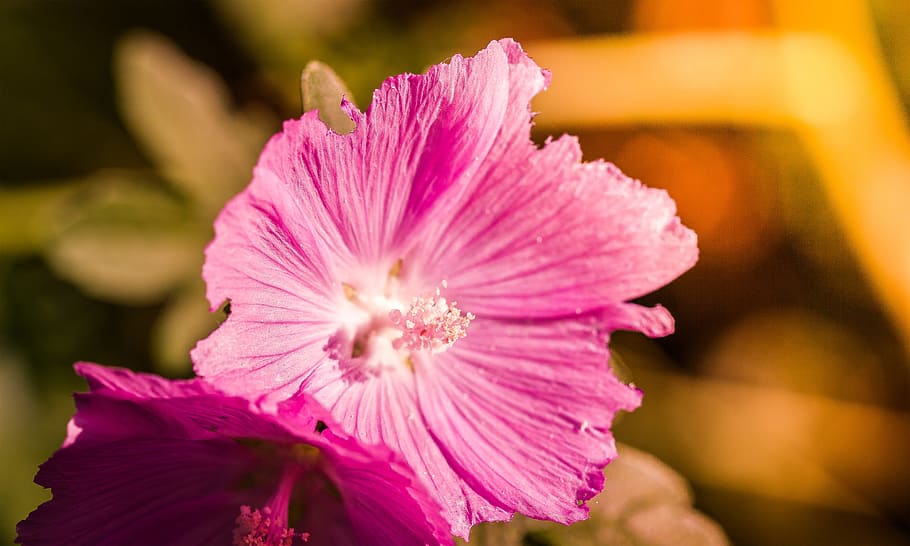 macro de flor vermella, vermell, flor, macro, primer pla, full, planta amb flors, color rosa, frescor, planta, bellesa a la natura, fragilitat, cap de flor, pètal, vulnerabilitat, inflorescència, creixement, centrar-se en primer pla, naturalesa, bellesa, enfocament selectiu, a l'aire lliure, pol·len, primavera, porpra, 2K