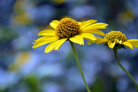 solbryggerier, blomst, helenium, kompositter, blomstre, flor, blomsterhave, sommerblomst, flora, have, Asteraceae, ornamental blomst, gul, natur, blomstrende plante, skrøbelighed, sårbarhed, friskhed, plante, skønhed i naturen, vækst, kronblad, blomsterhoved, blomsterstand, tæt på, pollen, fokus på forgrunden, ingen mennesker, plantestamme, dag, udendørs, forår, bægerblad, 5K, CC0, offentligt domæne, royaltyfrie
