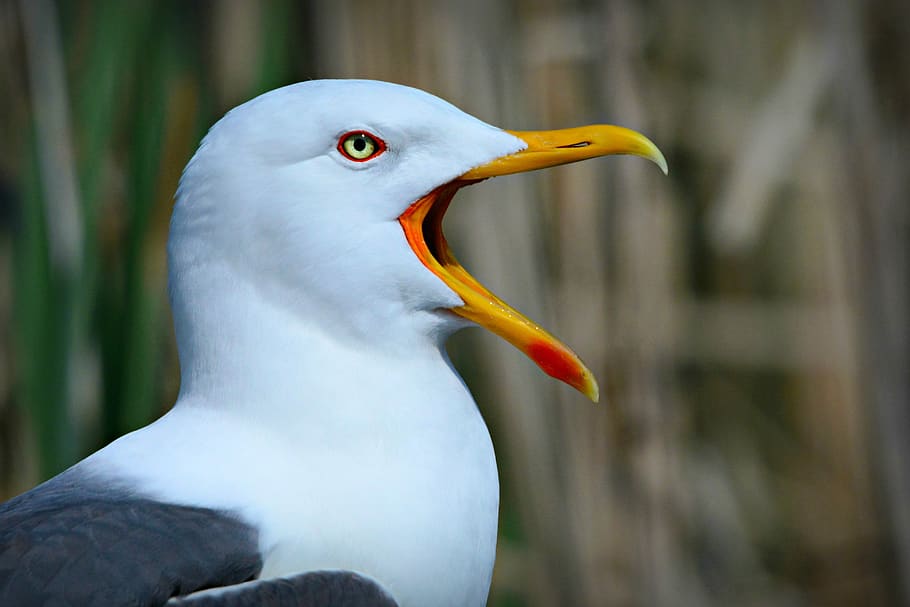 gabbiano, uccello marino, uccello, animale, becco, piuma, piume, urlare, Aperto, natura, temi animali, vertebrato, fauna selvatica, animali allo stato selvatico, un animale, concentrarsi sulle conoscenze acquisite, parte del corpo animale, nessuno, giorno, avvicinamento, acqua, all'aperto, bocca aperta, vista laterale, testa di animale, bocca, vista profilo, collo animale, bocca animale, 4K