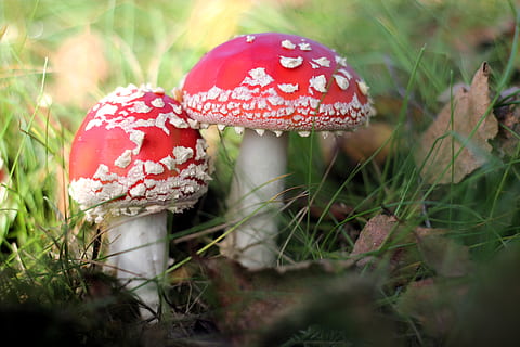 muchomor, dwa, toksyczny, las, jesień, grzyby, Natura, czerwony, cętkowany, muchomory, zatruć, mech, muscaria, amanita, Grzyb, muchomor grzyb, jedzenie, warzywo, wzrost, roślina, zbliżenie, wylądować, dzień, żadnych ludzi, selektywne skupienie, trujący, piękno natury, wrażliwość, na dworze, poziom powierzchni, 5K, CC0, domena publiczna, darmowe zdjęcia