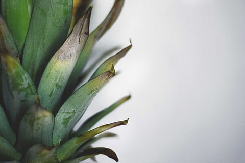 pinya, fruita, textura, verd, menjar, cuina, fruites, ananas, color verd, part de la planta, full, primer pla, planta, cap gent, frescor, fons blanc, menjar i beguda, tir de l'estudi, a l'interior, creixement, naturalesa, benestar, alimentació saludable, còpia espai, vegetals, dia, bellesa a la natura, 5K, CC0, domini públic, lliure de regalies