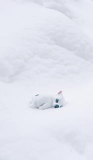 isete overflade, sne, vinter, kold temperatur, hvid farve, dyr, dyre temaer, pattedyr, et dyr, ingen mennesker, dag, kæledyr, indenlandske, husdyr, hvirveldyr, natur, skønhed i naturen, Mark, udendørs, hunde, 5K, CC0, offentligt domæne, royaltyfrie