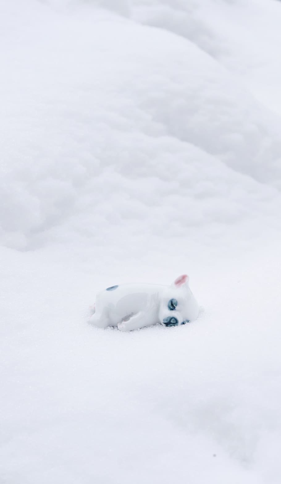 isete overflade, sne, vinter, kold temperatur, hvid farve, dyr, dyre temaer, pattedyr, et dyr, ingen mennesker, dag, kæledyr, indenlandske, husdyr, hvirveldyr, natur, skønhed i naturen, Mark, udendørs, hunde, 5K