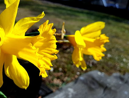 narcissus, yellow, easter, pair, two, flower, spring, garden, grass, sunlight, sunshine, light, bright, flowering plant, plant, fragility, freshness, vulnerability, beauty in nature, growth, close-up, flower head, petal, inflorescence, nature, no people, selective focus, day, focus on foreground, outdoors, vibrant color, flower arrangement, 2K, CC0, public domain, royalty free