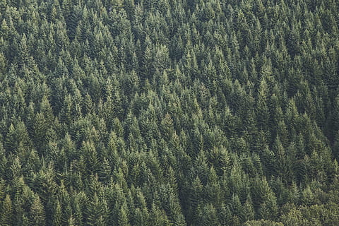naturalesa, boscos, arbres, files, patrons, textures, aèria, verd, arbre, planta, color verd, fons, marc complet, cap gent, creixement, dia, terra, bellesa a la natura, bosc, vista d’angle alt, tranquil·litat, patró, a l'aire lliure, escena tranquil·la, escenics - natura, vista aèria, camp, pi, arbre de coníferes, suavitat, roba calenta, 4K, CC0, domini públic, lliure de regalies