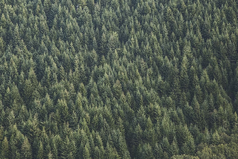naturalesa, boscos, arbres, files, patrons, textures, aèria, verd, arbre, planta, color verd, fons, marc complet, cap gent, creixement, dia, terra, bellesa a la natura, bosc, vista d’angle alt, tranquil·litat, patró, a l'aire lliure, escena tranquil·la, escenics - natura, vista aèria, camp, pi, arbre de coníferes, suavitat, roba calenta, 4K