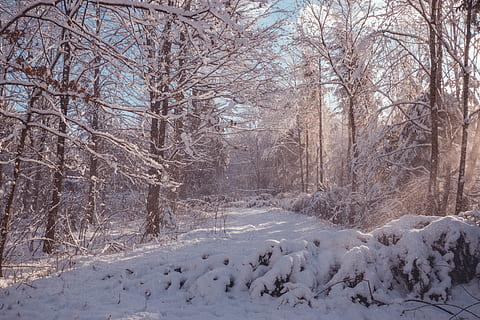 foresta, albero, alberi, natura, cielo, sole, tramonto, inverno, la neve, Snowdays, Natale, rilassare, pace, Paese delle meraviglie, calma, temperatura fredda, albero nudo, pianta, bellezza nella natura, la tranquillità, scenics - natura, nessuno, copertura, ramo, Colore bianco, terra, scena non urbana, giorno, congelato, scena tranquilla, all'aperto, freddo, 5K, CC0, dominio pubblico, privo di copyright