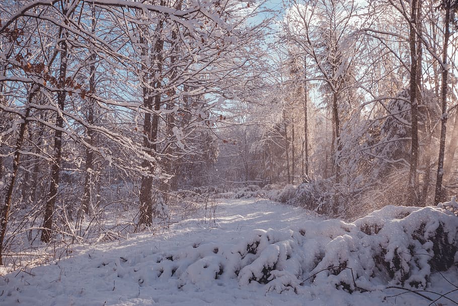 foresta, albero, alberi, natura, cielo, sole, tramonto, inverno, la neve, Snowdays, Natale, rilassare, pace, Paese delle meraviglie, calma, temperatura fredda, albero nudo, pianta, bellezza nella natura, la tranquillità, scenics - natura, nessuno, copertura, ramo, Colore bianco, terra, scena non urbana, giorno, congelato, scena tranquilla, all'aperto, freddo, 5K