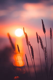 hvedekorn, fokus fotografering, solnedgang, hvede, græs, urt, solopgang, sol, glød, orange, rød, bokeh, sløring, natur, sollys, sommer, solopgang - daggry, skumring, plante, himmel, udendørs, skønhed i naturen, baggrundsbelyst, gul, daggry, morgen, baggrunde, landskab, eng, silhuet, rolig scene, orange farve, Mark, solstråle, landlige scene, sæson, ingen mennesker, lys - naturligt fænomen, scenics, levende farve, sky - himmel, blå, dag, 4K, CC0, offentligt domæne, royaltyfrie