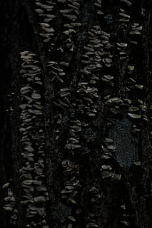 arbre, planta, tronc de l'arbre, textura, naturalesa, asfalt, bosc, molsa, fongs, rock, sòl, avet, abies, arrel, làpida, tomba, annonaceae, full, pista, tronc, marc complet, cap gent, creixement, fons, patró, primer pla, a l'aire lliure, dia, bellesa a la natura, aspre, part de la planta, resum, escorça, 5K, CC0, domini públic, lliure de regalies