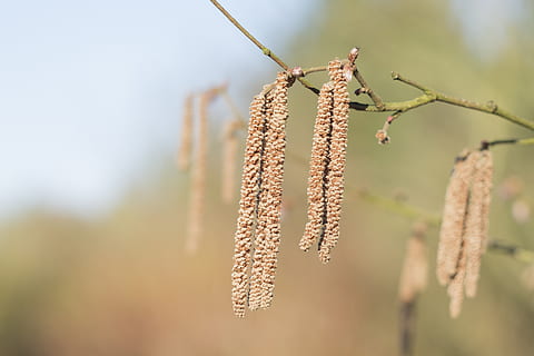 Hasel, Frühling, blühend, Baum, Natur, Fokus auf den Vordergrund, Pflanze, Nahansicht, Wachstum, Tag, Schönheit in der Natur, keine Leute, draußen, Weidenkätzchen, Ruhe, selektiver Fokus, hängend, grüne Farbe, Landwirtschaft, Zerbrechlichkeit, Pflanzenstamm, Verletzlichkeit, Botanik, braun, 5K, CC0, gemeinfrei, lizenzfrei