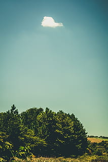 poco, nube, albero, asciutto, cielo, cerrado, savanah, pianta, la tranquillità, bellezza nella natura, scena tranquilla, nessuno, natura, paesaggio, ambiente, crescita, scenics - natura, giorno, terra, colore verde, campo, nuvola - cielo, scena non urbana, copia spazio, all'aperto, 2K, CC0, dominio pubblico, privo di copyright