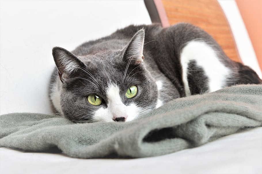 bonic, animals, mascota, gat, gatet, ulls, groc, gris, blanc, abraçades, dormir, manta, malai, mascotes, bozó de gat, felí, retrat, mamífer, animal, temes d'animals, un animal, animals domèstics, nacional, relaxació, gat domèstic, estirat, vertebrats, mirant la càmera, a l'interior, mobles, llit, descans, cap gent, bigotis, cap d’animals, ull d’animals, 5K