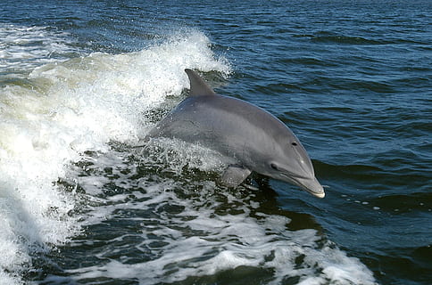 dofí, mular d'ampolla, dofins, animals, fauna, mar, aigua, fauna animal, animals a la natura, temes d'animals, animal, un animal, moviment, vertebrats, esquitxades, cap gent, mamífer aquàtic, sota l'aigua, mamífer, la vida marina, davant del mar, onada, naturalesa, marí, a l'aire lliure, 2K, CC0, domini públic, lliure de regalies