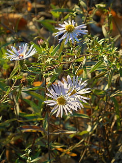 Blumen, Gänseblümchen, Frühling, blühen, Sommer-, Garten, Pflanze, Blumen-, botanisch, Wiese, Margerite, blühende Pflanze, Blume, Frische, Verletzlichkeit, Zerbrechlichkeit, Wachstum, Schönheit in der Natur, Blütenblatt, Blütenkopf, Blütenstand, Nahansicht, Natur, Fokus auf den Vordergrund, Tag, weiße Farbe, keine Leute, Pollen, selektiver Fokus, draußen, lila, 4K, CC0, gemeinfrei, lizenzfrei