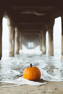 selektywny, fotografia fokusowa, dynia, pobrzeże, plaża, spadek, surfować, sud, żniwa, halloween, piana morska, piana, ocean, wody oceaniczne, pod mostem, jedzenie i picie, jedzenie, skupić się na pierwszym planie, dzień, kolor pomarańczowy, żadnych ludzi, Natura, na dworze, warzywo, zimowy, dobre samopoczucie, architektura, zdrowe odżywianie, selektywne skupienie, jesień, świeżość, drewno - materiał, zbudowana struktura, 5K, CC0, domena publiczna, darmowe zdjęcia