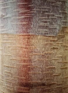 træer, bark, struktur, mønster, baggrunde, ingen mennesker, indendørs, tekstureret, arkitektur, fuld ramme, tæt på, bygget struktur, gammel, træ - materiale, murbygningsfunktion, dag, mad og drikke, tekst, damp, bygning, beholder, kunstkultur og underholdning, trækorn, tekstureret effekt, støv, 2K, CC0, offentligt domæne, royaltyfrie
