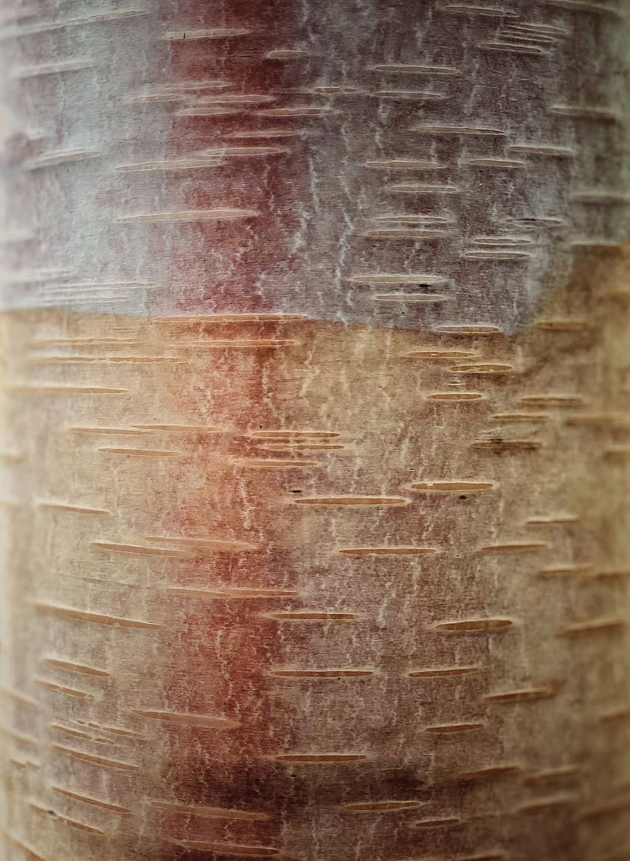 træer, bark, struktur, mønster, baggrunde, ingen mennesker, indendørs, tekstureret, arkitektur, fuld ramme, tæt på, bygget struktur, gammel, træ - materiale, murbygningsfunktion, dag, mad og drikke, tekst, damp, bygning, beholder, kunstkultur og underholdning, trækorn, tekstureret effekt, støv, 2K